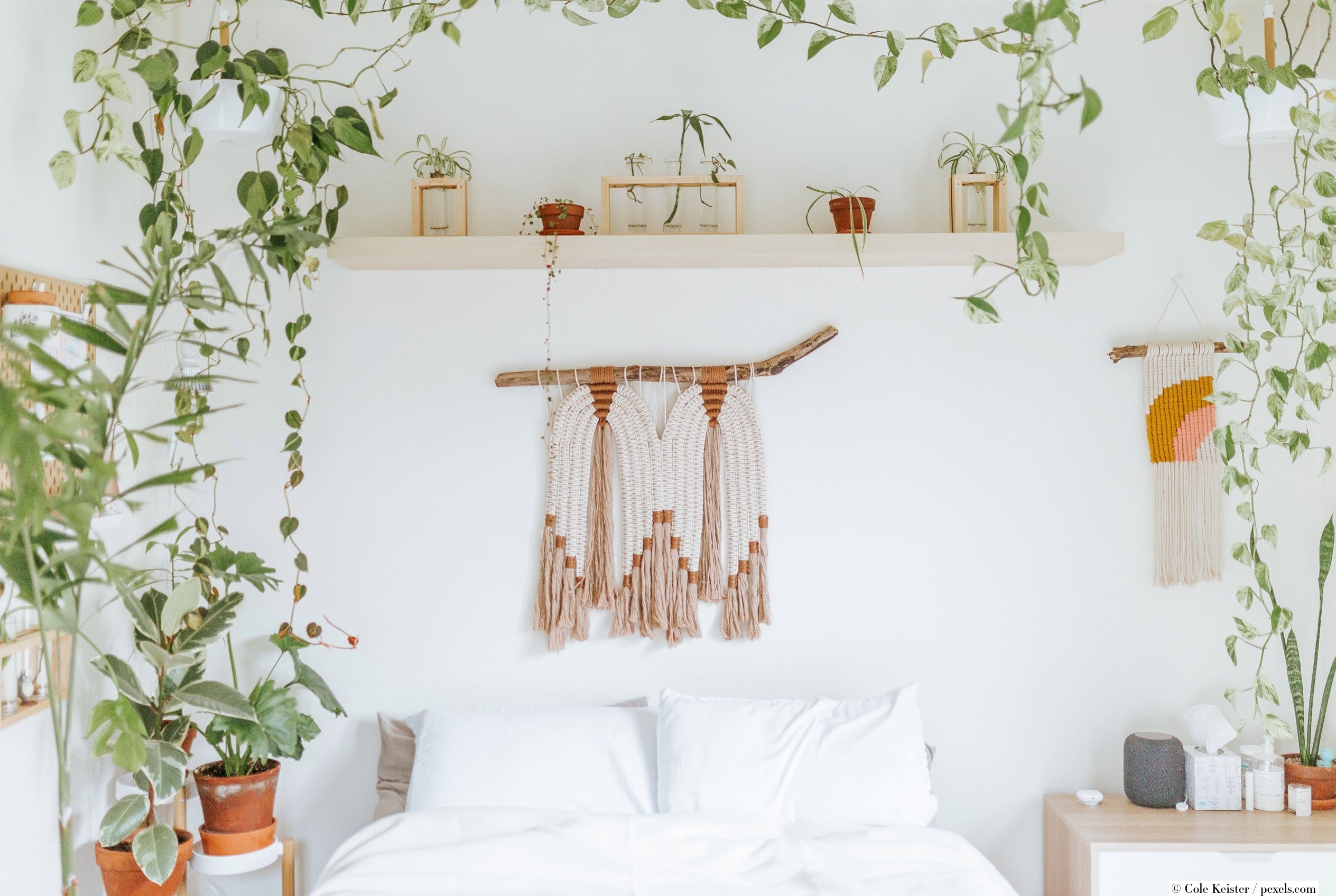 Welche Pflanzen fürs Schlafzimmer